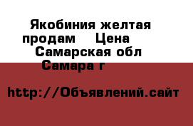 Якобиния желтая (продам) › Цена ­ 50 - Самарская обл., Самара г.  »    